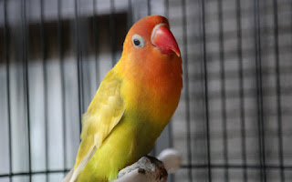 Cara merawat lovebird