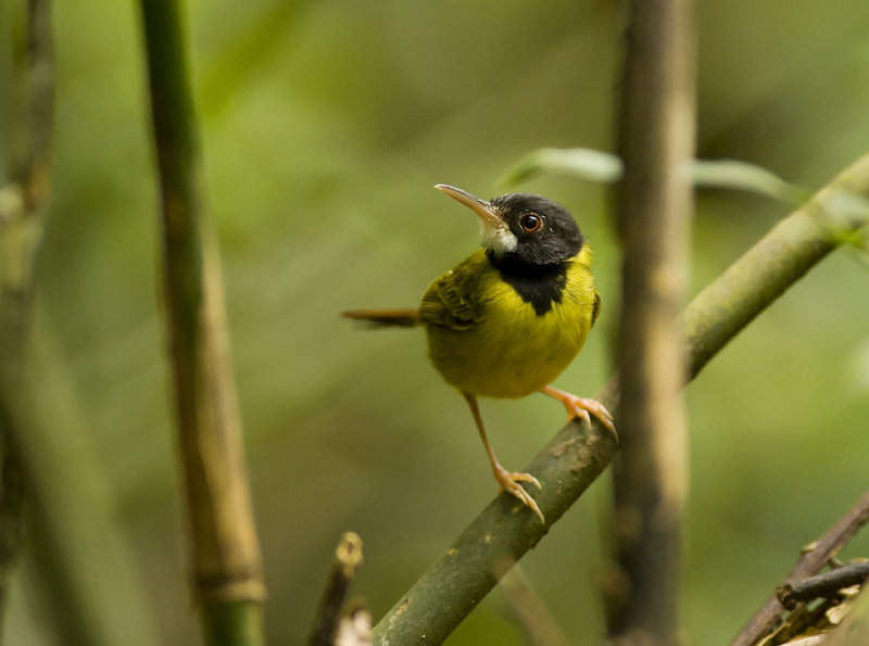 Aneka Gambar Burung Ciblek Dan Prenjak Yanga Banyak 