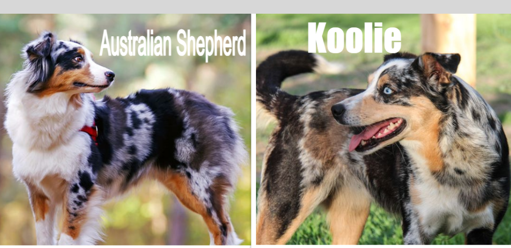 Aussie vs Koolie