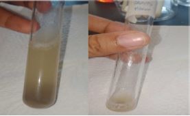 Functional properties of flour substitute from bolo (Gigantochloa levis) bamboo shoots and culms