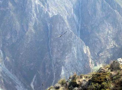 Foto de un ave en el Cañón del Colca de día