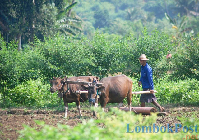 Jasa Olah Sawah dengan Tradisi Nenggala Yang Mulai Tergerus Waktu