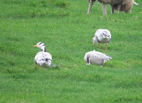 Bar-headed Geese - Amsterdam