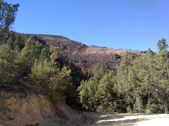 more burned trees to the north