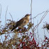 Colourful item on Sparrowhawks menu!