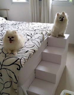 escadas para cães lulu da pomerania