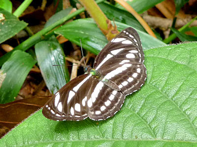 Short-banded sailor (Phaedyma columnella singa)