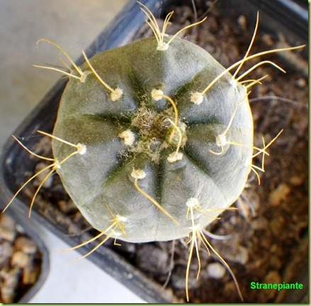 Echinocereus knippelianus boccioli apice 7 coste