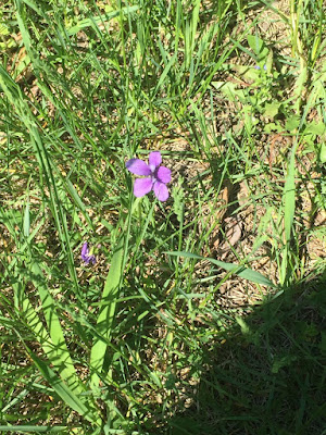 roadside violet