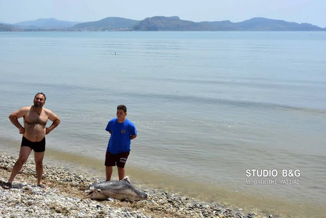 Αργολίδα: Νεκρό Δελφίνι στην παραλία του Τημενίου