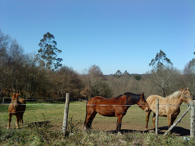 by E.V.Pita....Horses in Betanzos countryside region / por E.V.Pita... Caballos en la comarca de Betanzos / por E.V.Pita... Cabalos nas terras de Betanzosby E.V.Pita....Horses in Betanzos countryside region / por E.V.Pita... Caballos en la comarca de Betanzos / por E.V.Pita... Cabalos nas terras de Betanzos