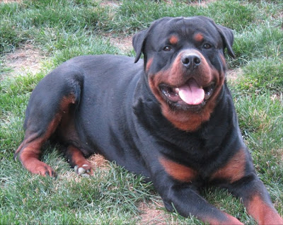 German Rottweiler Puppies Dogs Pictures.png