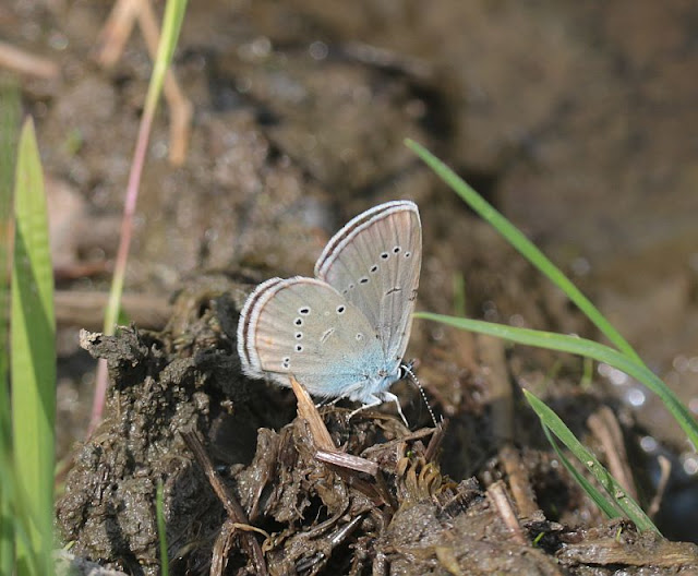 Polyommatus semiargus, Rotklee-Bläuling