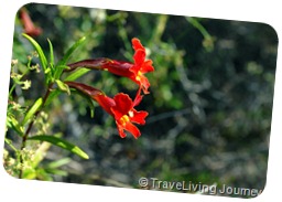 Bear Canyon Trail