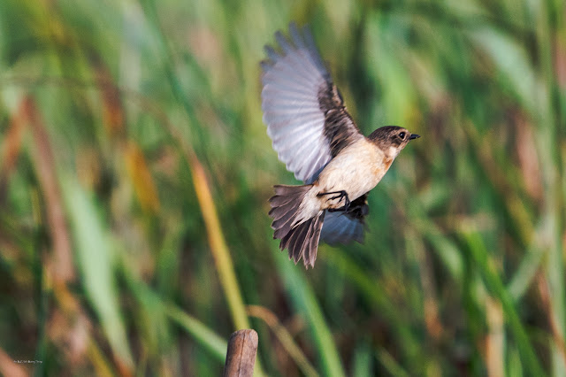 An Bui 2024 Dong Thap - Pied Bushchat (Sẻ bụi đen) - Female