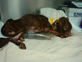 Patrick the pitbull found at garbage chute, animal abuse, miracle dog