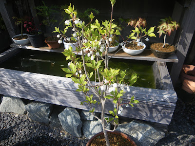ドウダンツツジの育て方 鉢植えで春に小さな白い花 秋に赤い葉の紅葉を楽しみましょう メダカの大工
