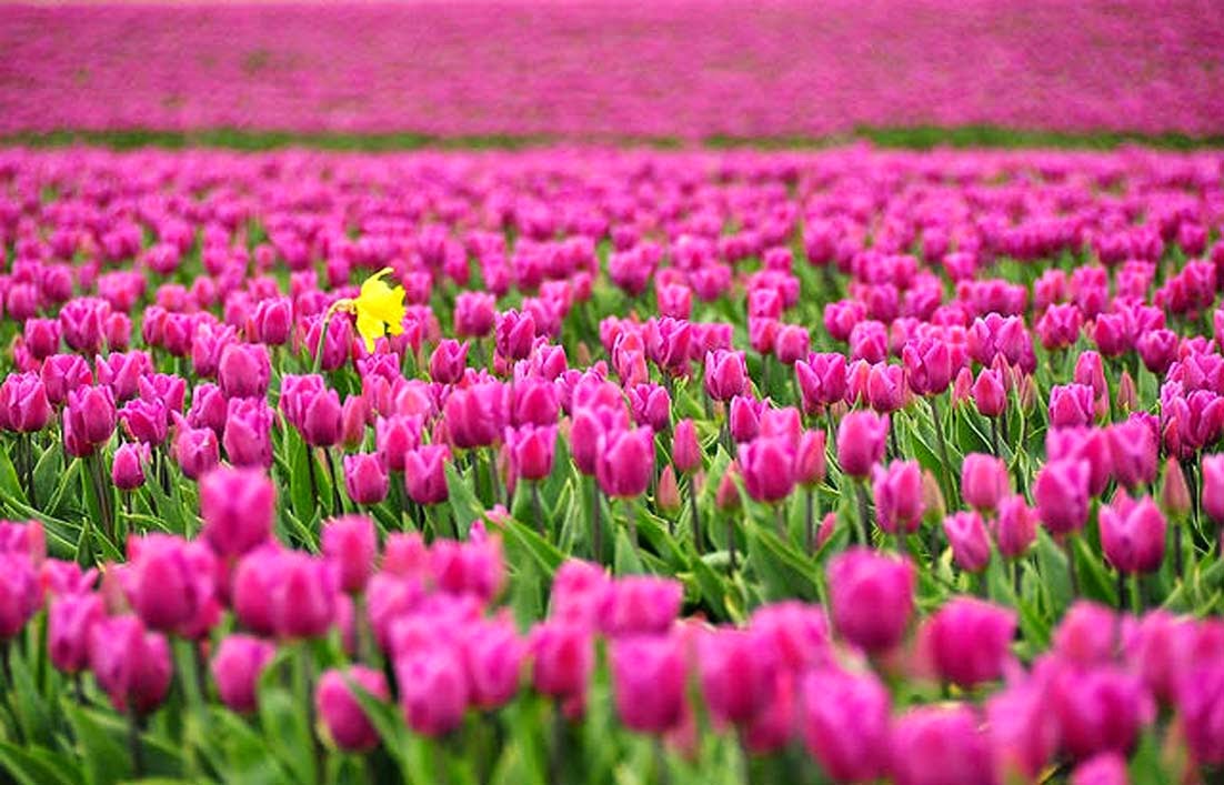 Arti Bunga Tulip Berdasarkan Warnanya + Gambar | Gambar Bunga