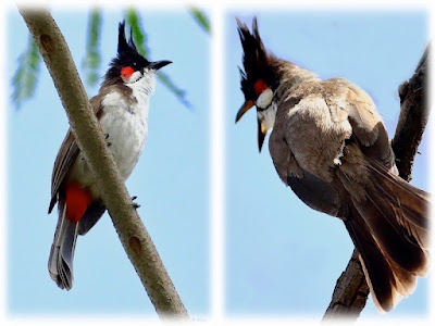 "Red-whiskered Bulbul - Pycnonotus jocosus a collage."