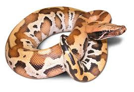 [new] Community Fresh Reptile Surabaya: Python ( Sanca )