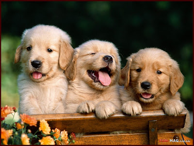 Golden Retriever Puppies - Desktop Picture