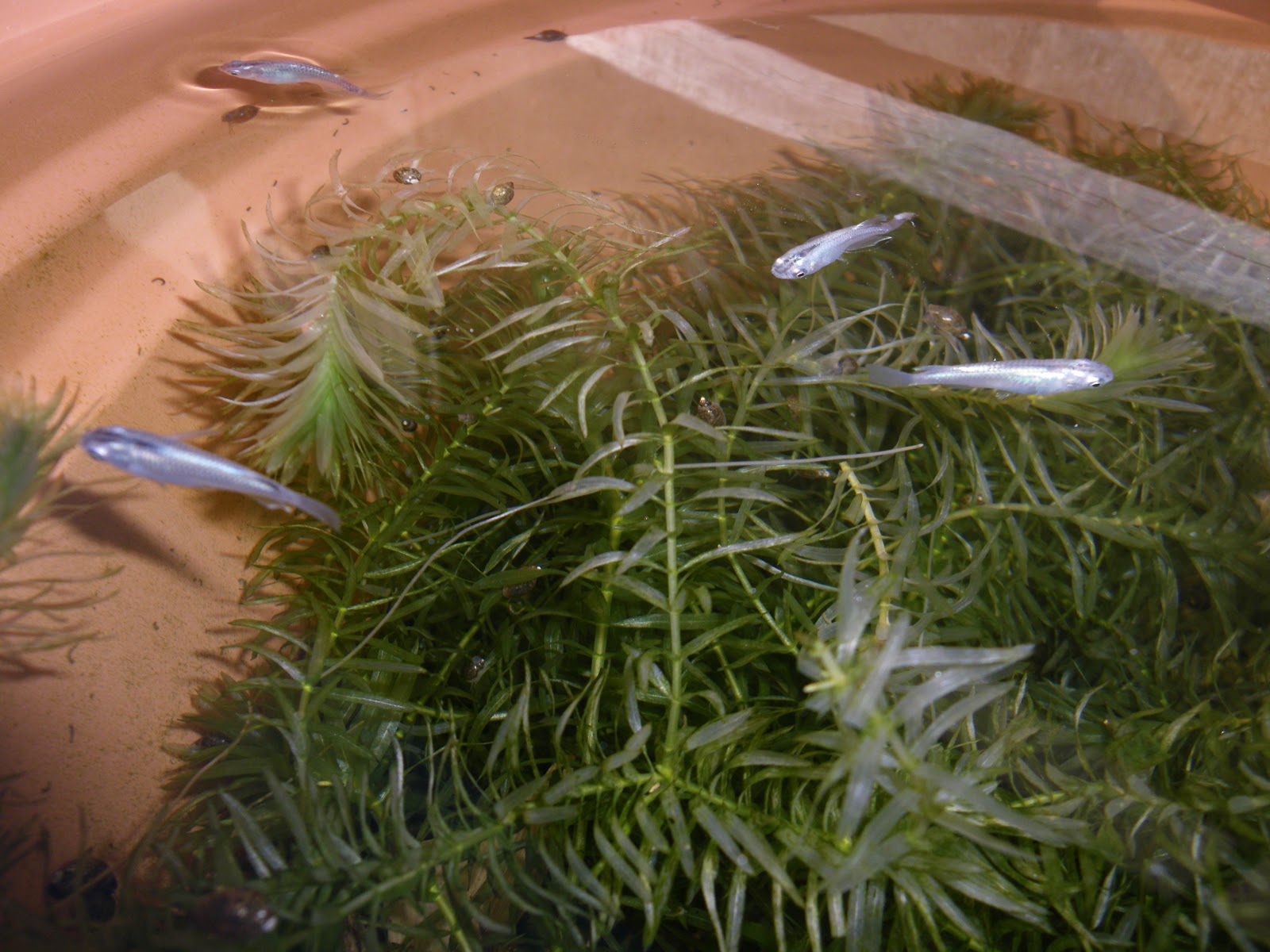 もみじの鉢植えが増えて ビオトープにそばに飾るのが楽しみです メダカの大工