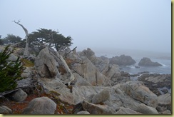 17 mile drive 4