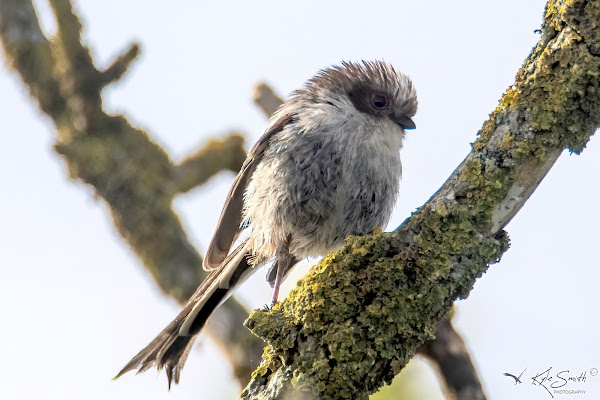 Long-taled tit