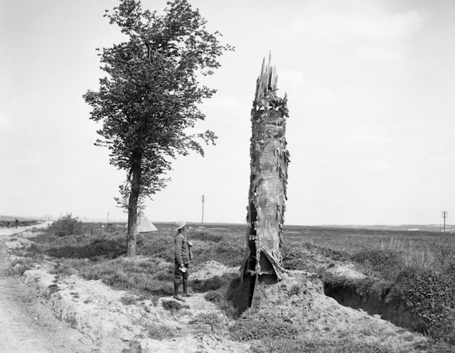 ww1 camouflage-fake trees