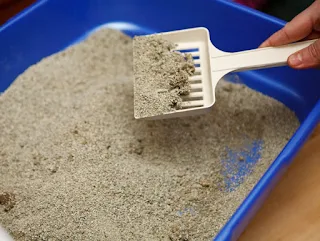 Hướng dẫn cách lựa chọn cát vệ sinh tốt cho mèo