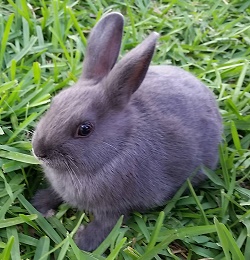 Smokey - our first show bunny