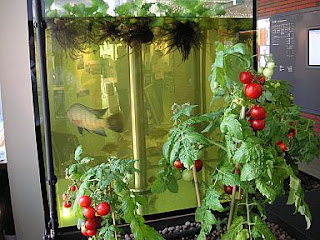 AQUAPONICS SYSTEM