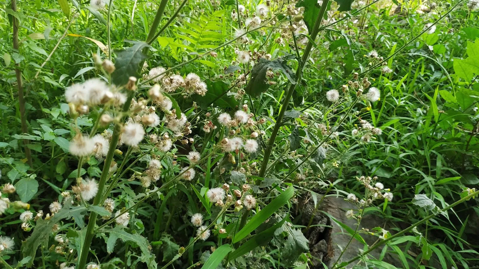 Grass Flowers