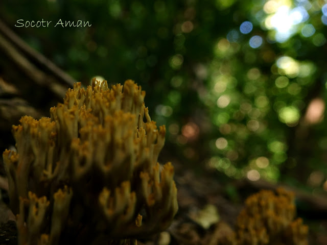 Phaeoclavulina cyanocephala