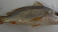 Resepi Ikan Kerisi Sweet Sour