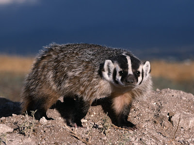 Animales tiernos, salvajes y a la vez divertidos III