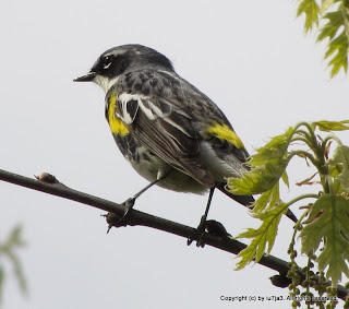 Yellow-rumped Warbler