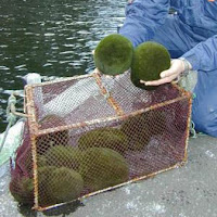 marimo