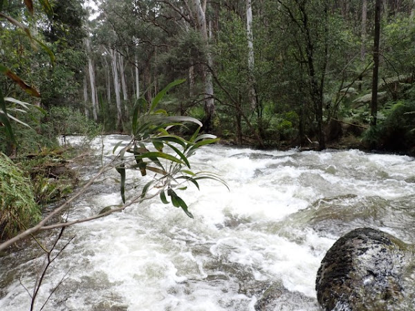 Whitewater from the get go.