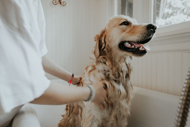 Tips To Make Your Dog Baths Easier