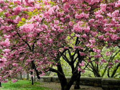 Spring Riverside Park New York City