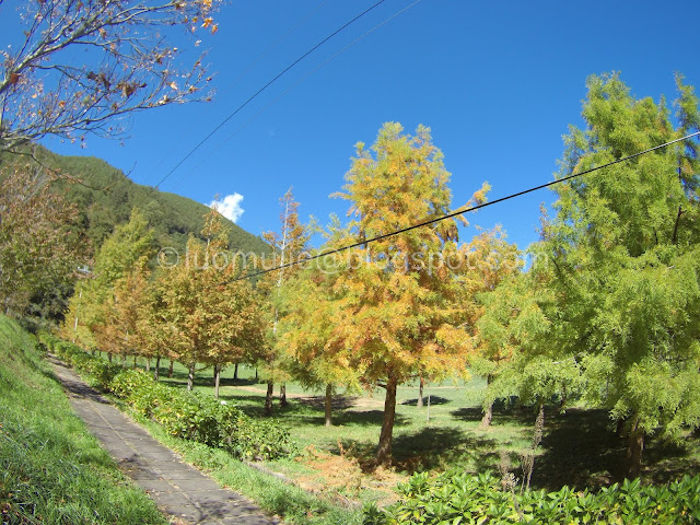 Wuling Farm maple autumn foliage