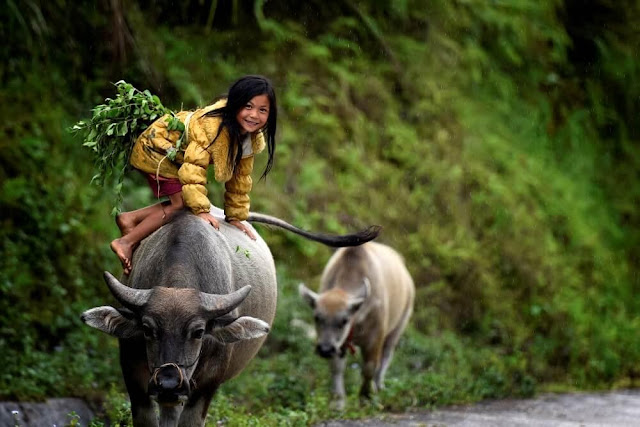 Hoàng Su Phì rực rỡ mùa lúa chín 