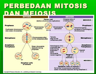 Persamaan dan Perbedaan Mitosis dan Meiosis Persamaan dan Perbedaan Mitosis dan Meiosis