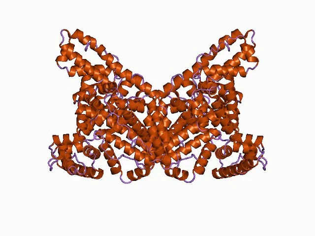 Albumin Adalah - Kamus Biologi Online