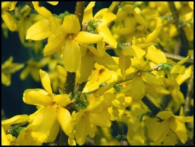 forsythia3