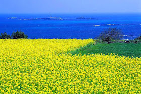 Jeju island 