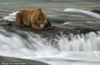 Beruang tunggu ikan tak muncul, sampai tertidur