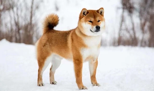 هو كلب ياباني تم تربيته من أجل كلاب صيد الجبال