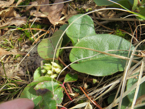 trailing arbutus